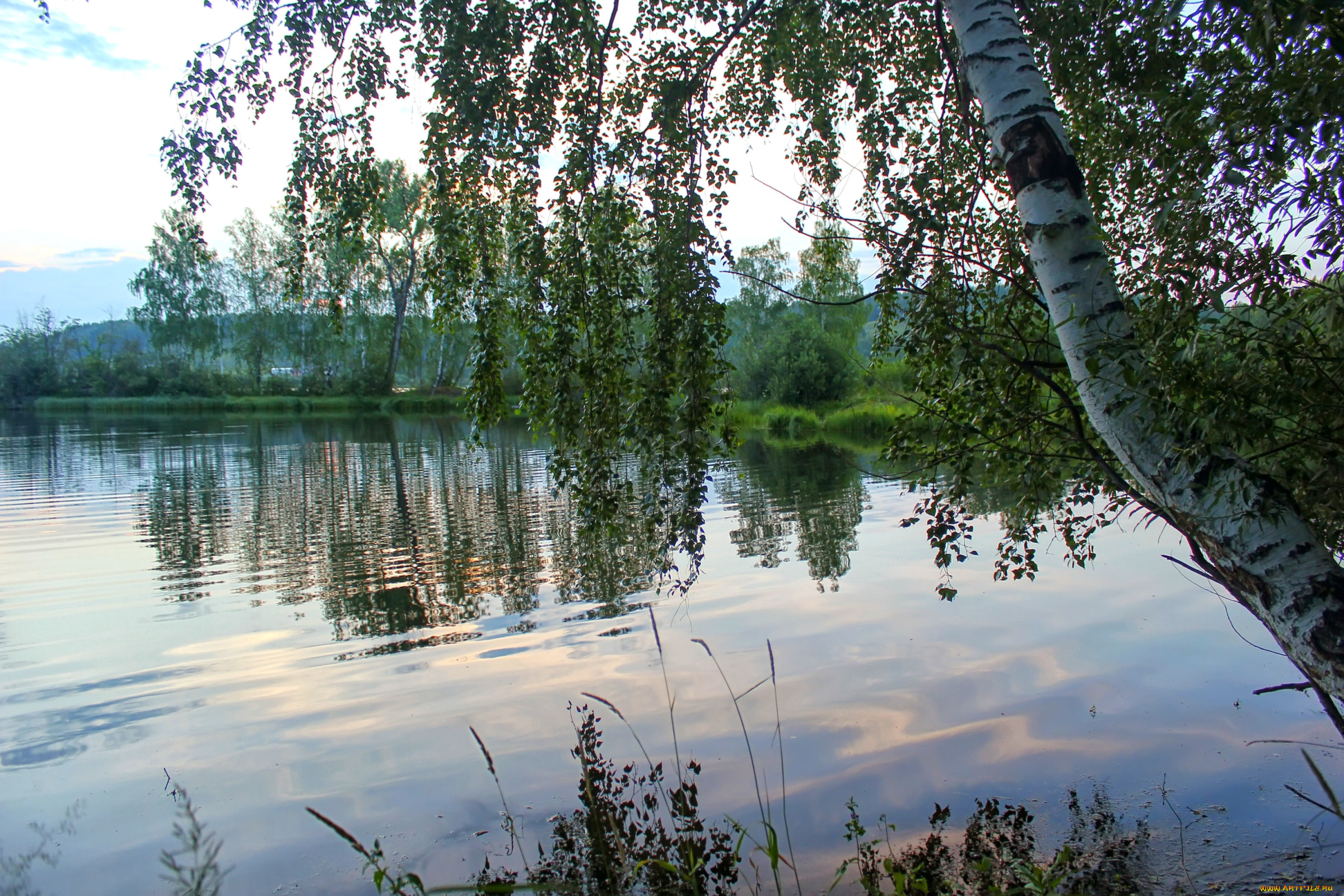 Фото березовый рай